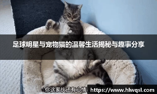 足球明星与宠物猫的温馨生活揭秘与趣事分享